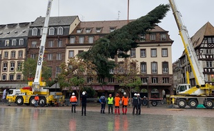 Le grand sapin de Noël 2019. Place Kléber à Strasbourg le 28 octobre 2019.