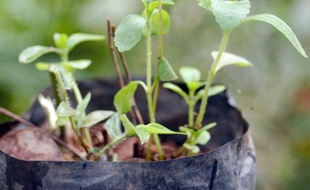 Un plant de stevia, plante à haut pouvoir sucrant désormais autorisée en France.