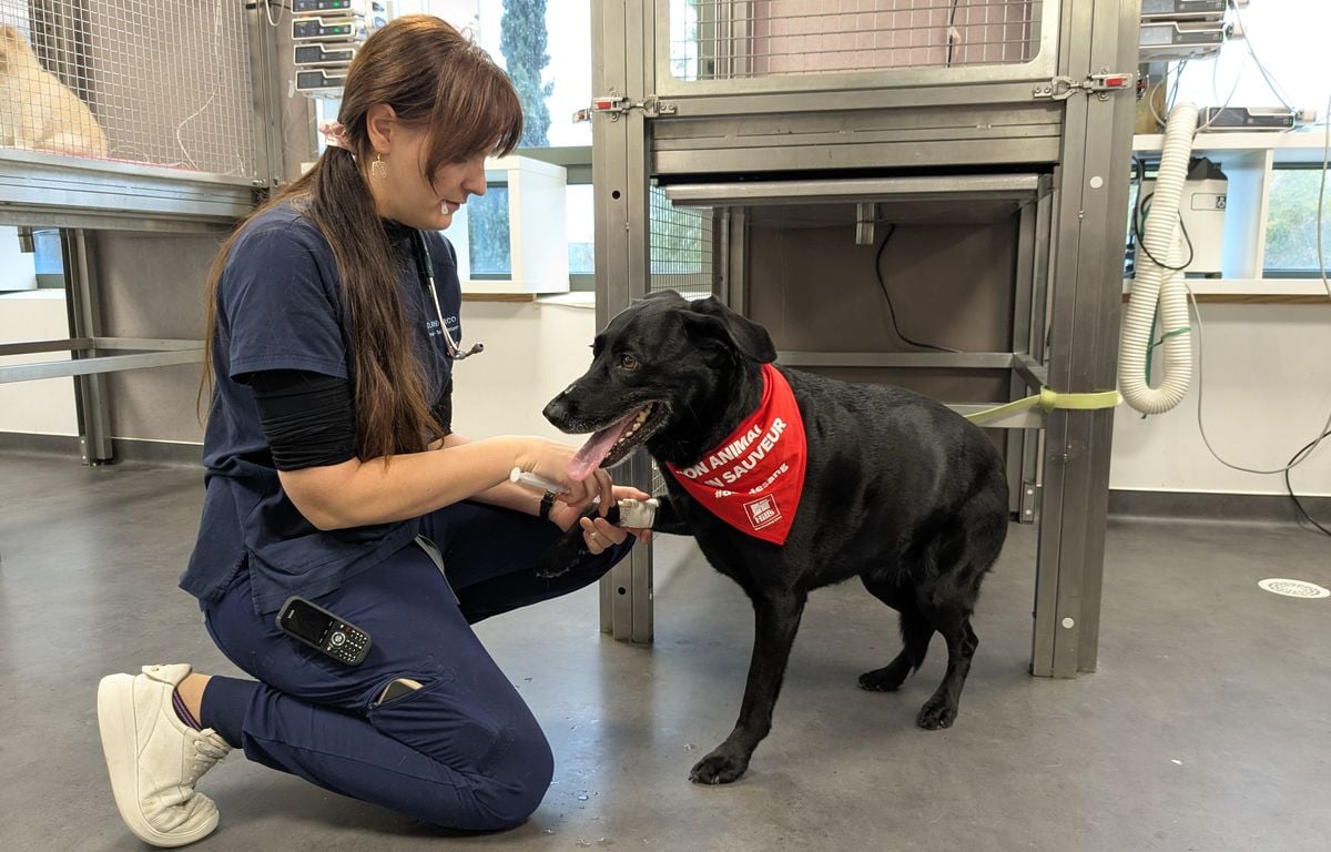 « Cache-lui les yeux, ça l'apaise »... Ces chiens qui donnent leur sang pour sauver d'autres toutous (et même des chats)