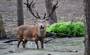 Un cerf en Allemagne le 8 septembre 2014