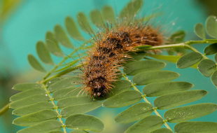 Une chenille (illustration).
