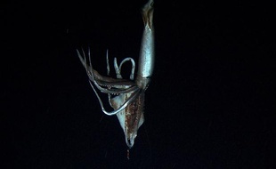 Le calamar géant filmé en juillet 2012 dans l'océan Pacifique par la chaine japonaise NHK et Discovery Channel.