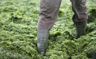 Des algues toxiques prospèrent en présence de nitrates.