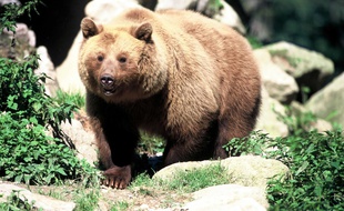 Un ours brun. lllustration.