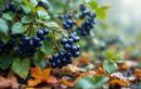 Oubliez les variétés lentes à produire : ces arbres fruitiers rustiques vous régalent dès la première belle saison