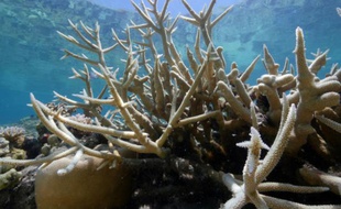 Photographie transmise par WWF le 1er mars 2016, montrant le blanchiment du corail près de Lizard Island au large du Queensland en Australie