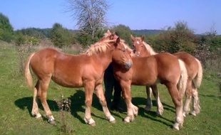 Illustration de chevaux de race Comtoise.
