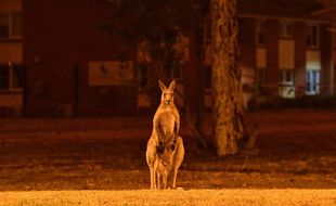 Un kangourou dans la commune de Nowra, le 31 décembre 2019.