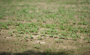 La sécheresse est visible dans les plantations agricoles du Tarn, le 13 juin 2011.