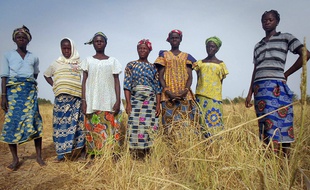 Femmes dans un champ de riz du Burkina Faso