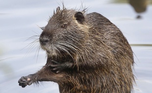 Charles Dayot avait promis de manger un rat... Il a finalement dégusté du ragondin.