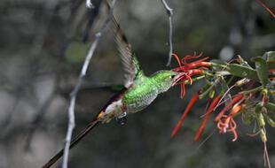 Un colibri aspire le nectar d'une plante dans la province de Salta, en Argentine (illustration).