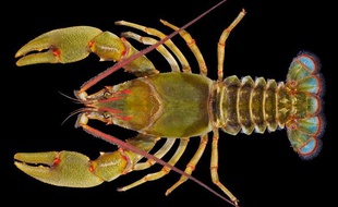 L'écrevisse géante Barbicambarus simmonsi découverte dans le Tennessee en janvier 2011.