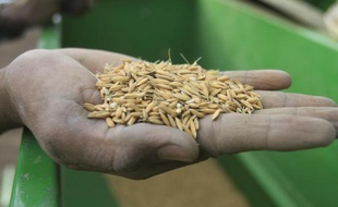 Les jeunes pousses de riz n'ont pour l'instant l'air que de minuscules brins d'herbe perdus dans une région en déliquescence au sud de Khartoum, mais ils symbolisent l'espoir de faire renaître l'un des plus vastes systèmes d'irrigation du monde