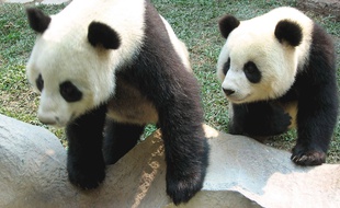 Le panda géant Chuang Chuang (à gauche) et sa femelle Lin Hui dans leur enclos au zoo de Chiang Mai, en Thaïlande.