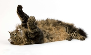 Certains rappeurs aiment bien parler de chattes dans leurs chansons.