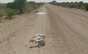 Capture d'écran de la photo d'un âne sur une route du Mozambique, sur Google Street View.