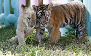 Deux bébés tigres dans un zoo à Pékin, en Chine