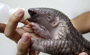 Un bébé pangolin au zoo de Bangkok, en Thaïlande.