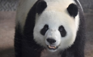Meng Meng à Berlin, le 14 août 2019.