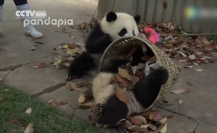 Il en faut peu pour amuser des pandas...