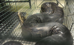 Un python birman de près de 4 mètres capturé par la police de Beaumont, au Texas, en août 2013.