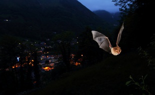 Un petit rhinolophe au-dessus de Cauterets, dans les Hautes-Pyrénées.
