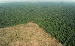 Le groupe indonésien Asia Pulp and Paper (APP), un des géants mondiaux de la production de papier et de pâte à papier, abat illégalement du ramin, une espèce d'arbres menacée, a affirmé jeudi l'organisation écologiste Greenpeace.