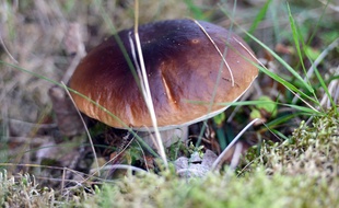 Illustration d'un cèpe.