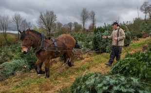 Dans les champs de Floval, des chevaux sont encore utilisés pour remonter les sapins.