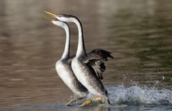 Ces animaux qui marchent sur l’eau !