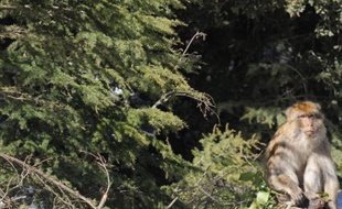 Trente trois espèces de conifères ont été rajoutées à l'édition 2013 de la liste rouge des espèces menacées par l'UICN, l'Union internationale pour la conservation de la nature.