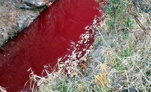 La Corée du Sud a tué plus de 380.000 porcs depuis l'annonce le 17 septembre du premier cas de peste porcine.