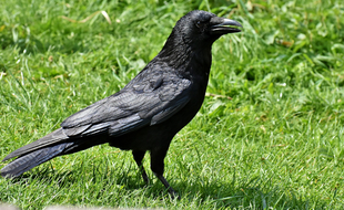 Un corbeau (illustration).
