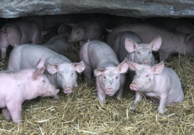 A Médréac près de Rennes, les cochons de Yannick Denoual sont élevés sur paille.