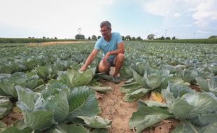 Laurent HEITZ, producteur de choux à choucroute à Geispolsheim et président du Syndicat des producteurs de choux à choucroute d'Alsace. Choux à Choucroute. Geispolsheim le 4 juillet 2018.
