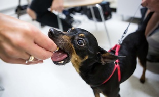Servis à domicile, les chiens lorrains ont le droit de soigner leurs papilles gustatives. Illustration