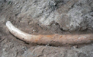 Une équipe de scientifiques pakistanais a découvert, en février 2015, un rare spécimen de défense de stégodon, un cousin éloigné de l'éléphant ayant vécu il y a 1,1 million d'années.