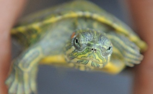 Illustration d'une tortue de Floride