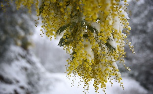 La neige est tombee en abondance dans l'herault dans la journee du 28 fevrier oÃ" 20 a 30 cm ont recouvert la campagne, comme ici a Pradels, l'un des hameaux du village de Saint-Vincent d'Olargues, dans le departement de l'Herault, au coeur du parc naturel regional du Haut-Languedoc. Des paysages insolites en secteur mediterraneen. Ici, des mimosas en fleur.//LODIFRANCK_A77A0741/Credit:LODI Franck/SIPA/1803021005