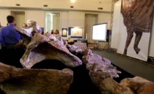 Découverts il y a plus de 60 ans, les restes d'un "Austroposeidon magnificus", considéré comme le plus grand dinosaure du Brésil, ont été exposés le 6 octobre 2016.