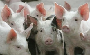 Exploitation de cochons