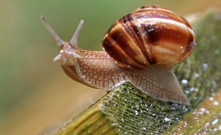 Image d'illustration - Une ferme à escargots au sud de la Russie
