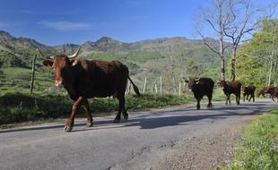 Une vache salers à Mandailles-Saint-Julien, dans le Cantal