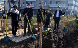 La ville de Lyon a planté ses premiers vergers urbains.