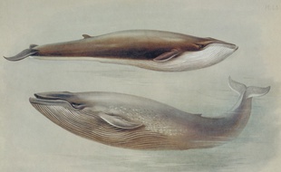 La baleine bleue