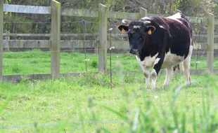 Quelques animaux ont déjà pris leurs aises sur le site de la Prévalaye.
