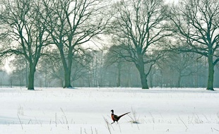 Illustration: Un faisan sauvage dans un champ enneigé près de Radzymin, à 40km de Varsovie, en Pologne, le 7 février 2014.