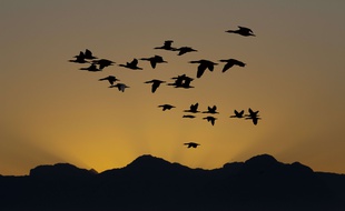 Des cormorans du Cap (illustration).