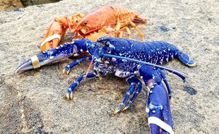 Nanard, le homard rouge, et Gégé, le homard bleu, font désormais chambre commune.